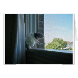 Rat contemplatif