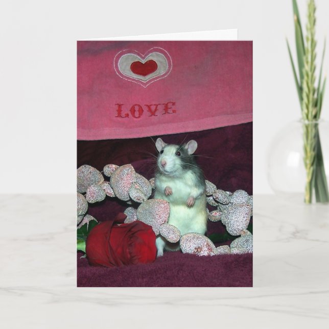 Rat d'animal familier, Darcy, carte de (Devant)