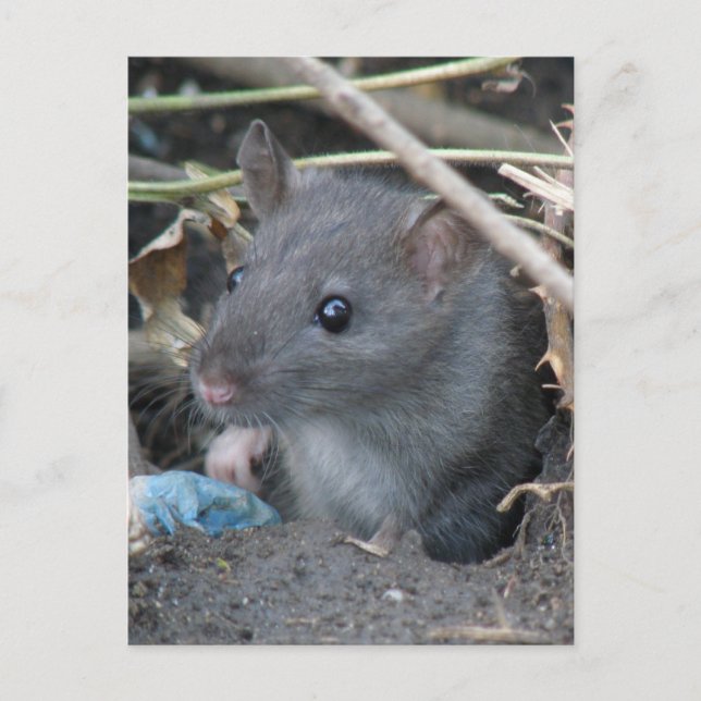 Rat in einem Loch Postkarte (Vorderseite)