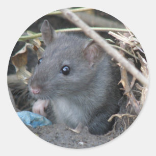 Rat in einem Lochaufkleber Runder Aufkleber