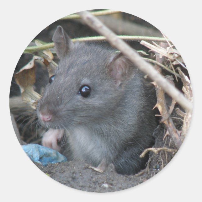 Rat in einem Lochaufkleber Runder Aufkleber (Vorderseite)