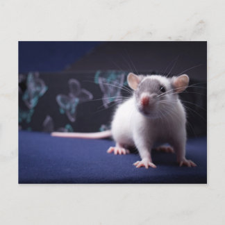 Rat Postcard Postkarte