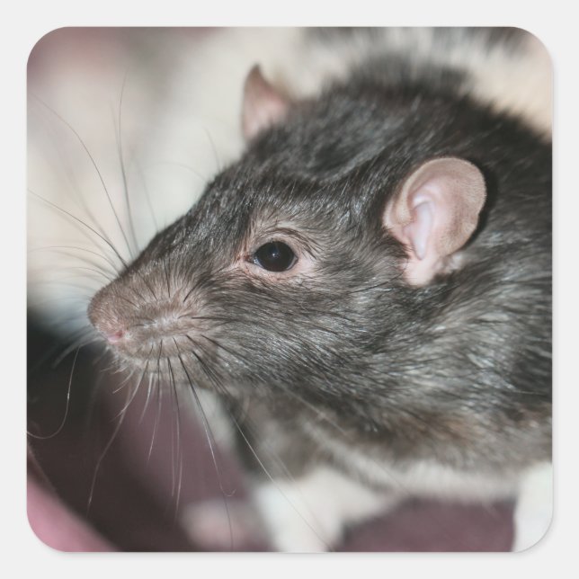 Rat Quadratischer Aufkleber (Vorderseite)