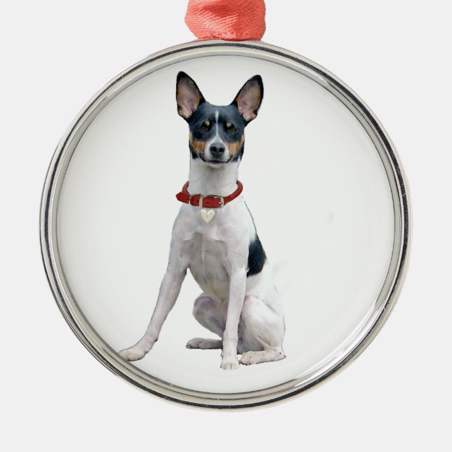 Rat Terrier (A) Ornament Aus Metall (Vorne)