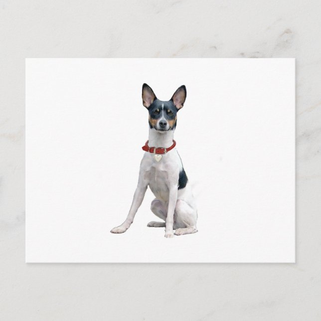 Rat Terrier (A) Postkarte (Vorderseite)