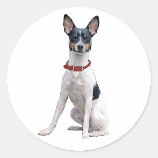 Rat Terrier (A) Runder Aufkleber (Vorderseite)