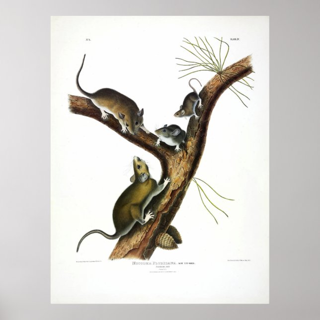 Rat von Florida (Eastern Woodrat) von Audubon Poster (Vorne)