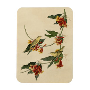 Rathbone (gelb) Warbler Audubon Birds of America Magnet