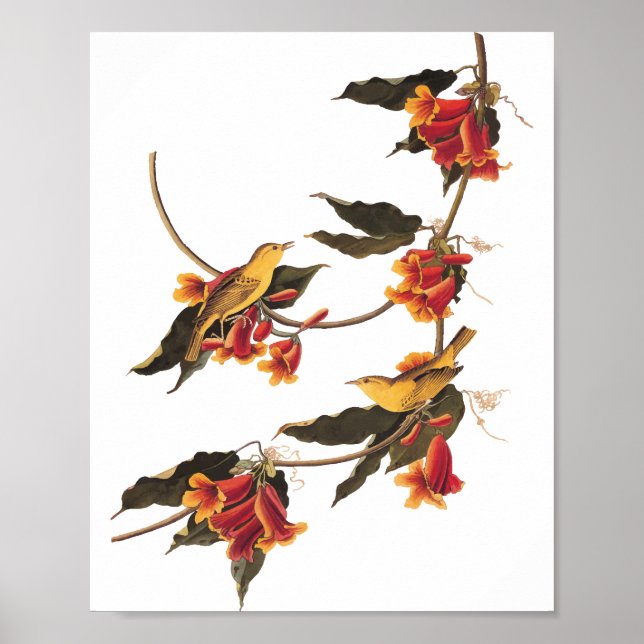 Rathbone's Warbler Song Bird auf der Kreuzung Poster (Vorne)