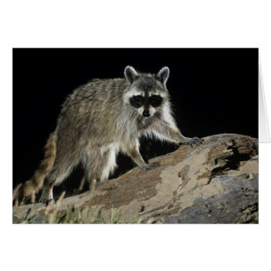 Raton laveur commun, Procyon lotor