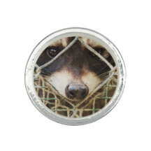 raton laveur sur bague de photo