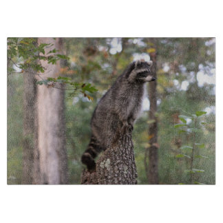 Raton laveur sur la planche à découper de tronçon
