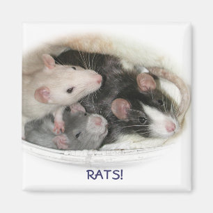 RATS! MAGNET