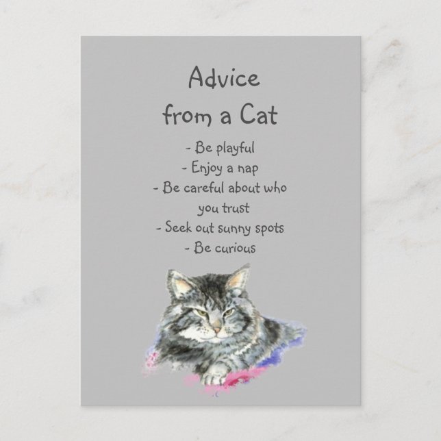 Ratschläge eines Cat Fun Animal Spaßes Postkarte (Vorderseite)
