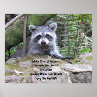 Ratschläge von einem Raccoon-Poster