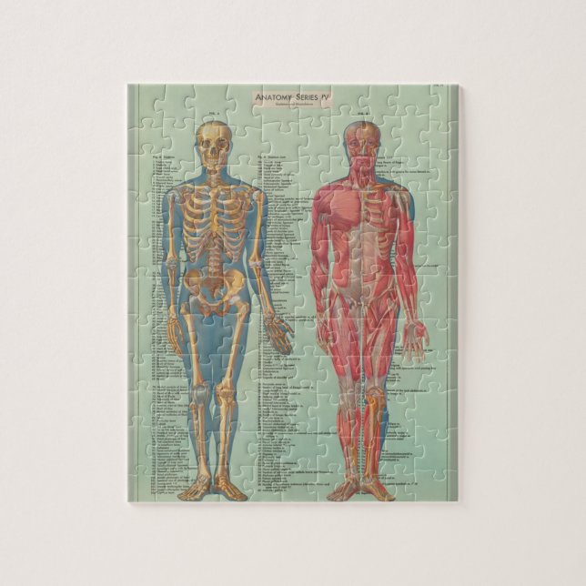 Rätsel - Anatomie (Vertikal)