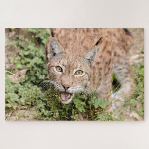 Rätsel Foto lynx , Tiere.