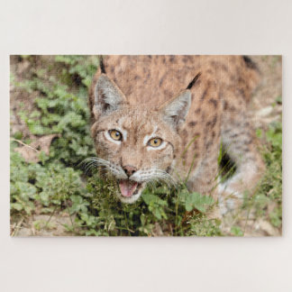 Rätsel Foto lynx , Tiere.