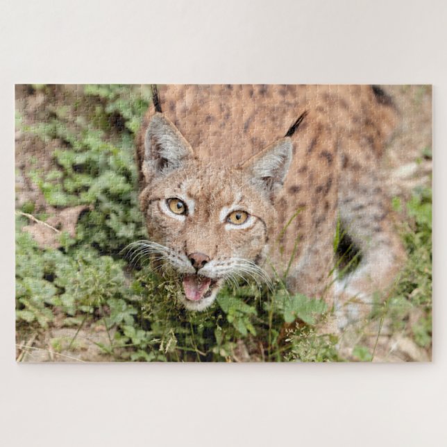 Rätsel Foto lynx , Tiere. (Horizontal)