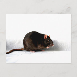 Ratte pccna postkarte