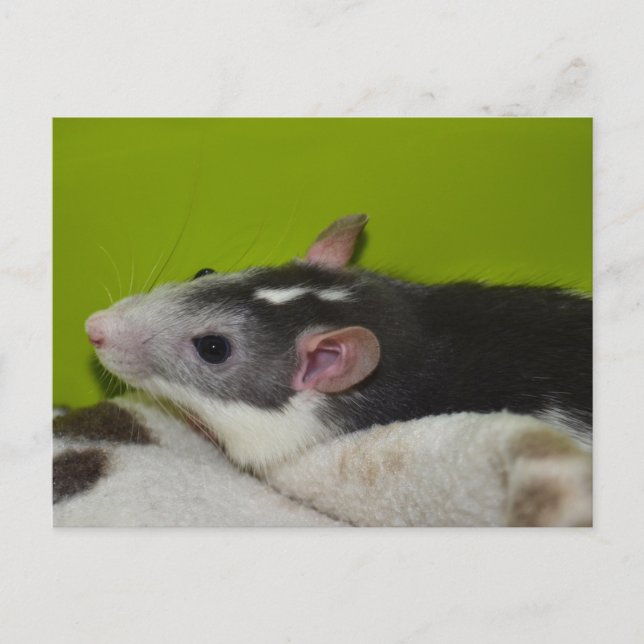 Ratte Postkarte (Vorderseite)