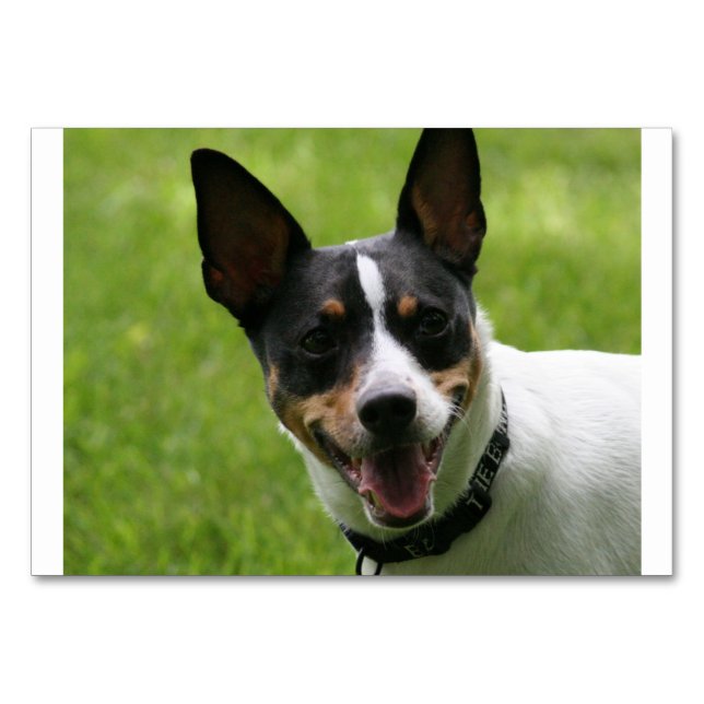Ratte Terrier.png Tischnummer (Vorderseite)