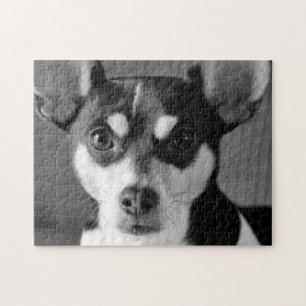 Ratte Terrier, Schwarzweiss,