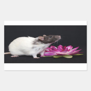Ratten-Aufkleber Rechteckiger Aufkleber
