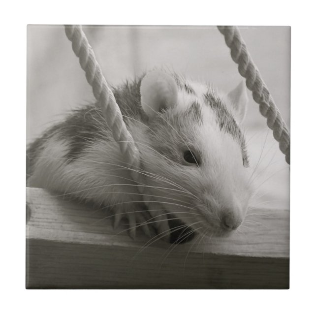 Ratten-Fliese Fliese (Vorderseite)