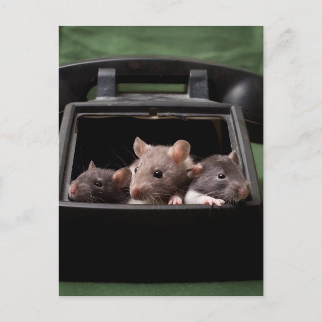 Ratten gestochen postkarte (Vorderseite)