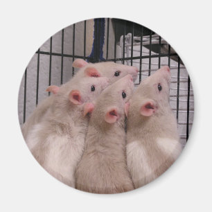 Ratten Magnet