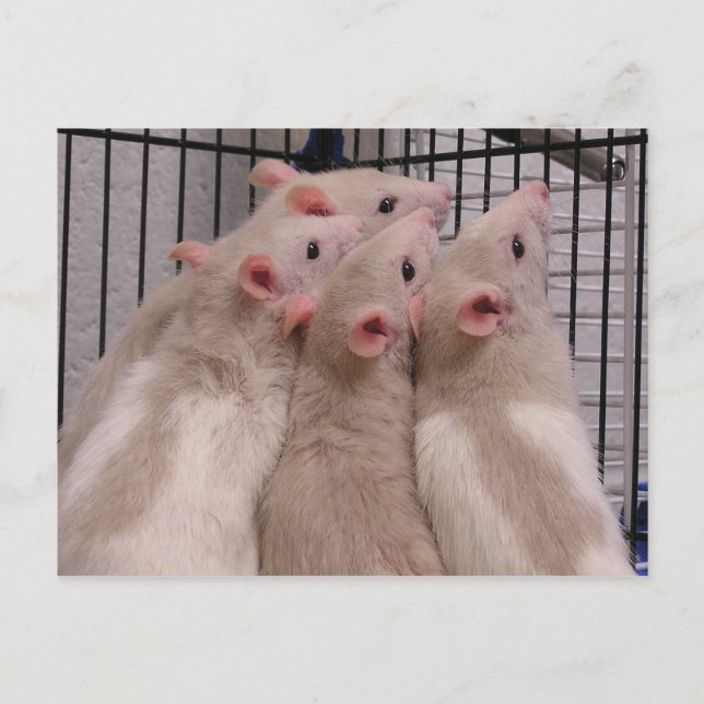 Ratten Postkarte (Vorderseite)