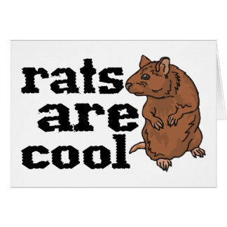 Ratten sind cool