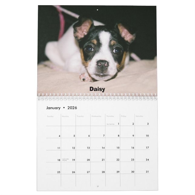 Ratten-Terrier-Kalender Kalender (Jan 2026)