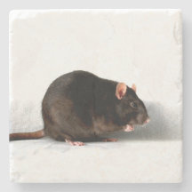 Rattenküste