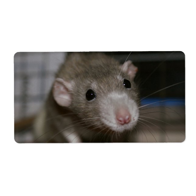 Rattenrat (Vorne)