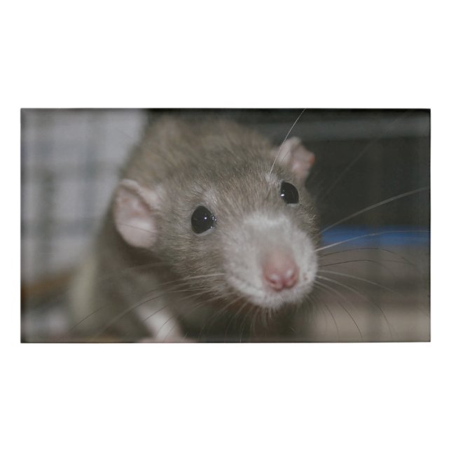 Rattenrat Namenschild (Vorderseite)