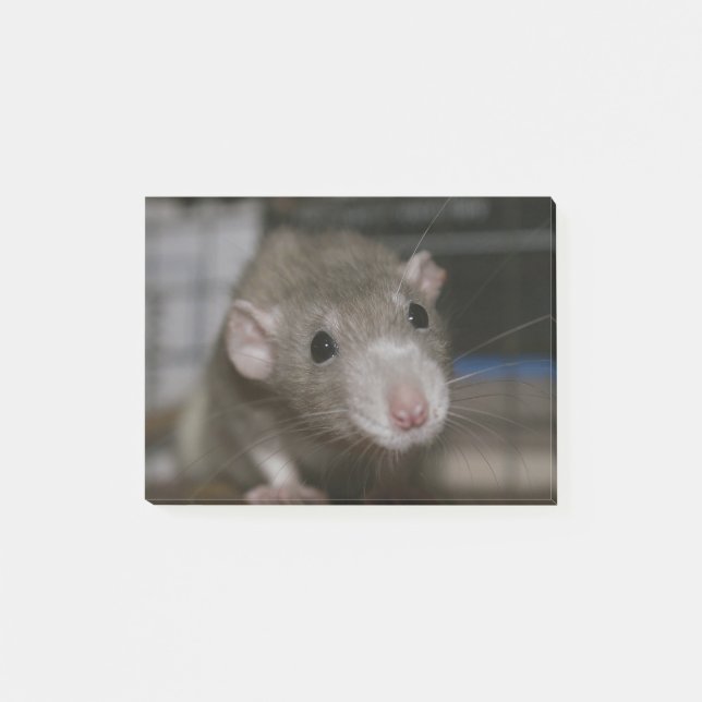 Rattenrat Post-it Klebezettel (Vorderseite)