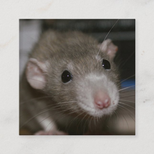 Rattenrat Quadratische Visitenkarte (Vorderseite)
