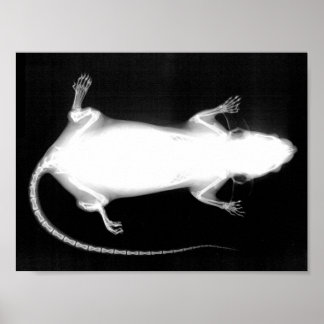 Rattenrochen Poster