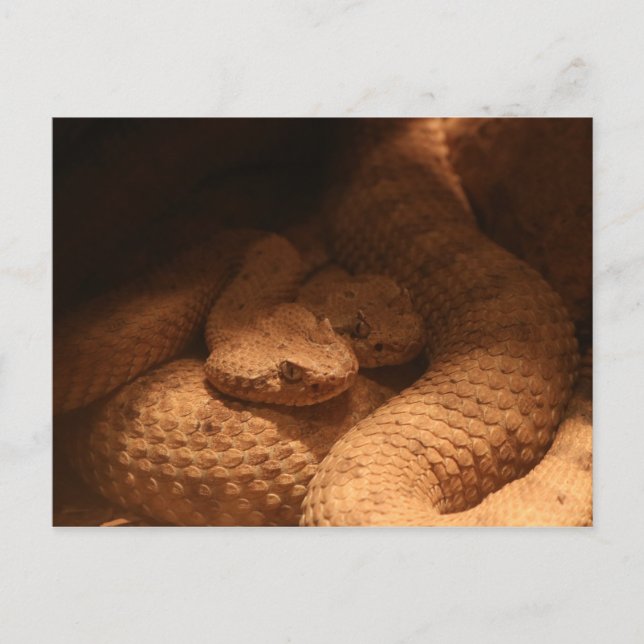 Rattle Snakes Postkarte (Vorderseite)