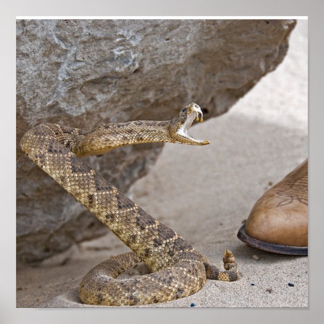 Rattlesnake-Angriff Poster (Vorne)