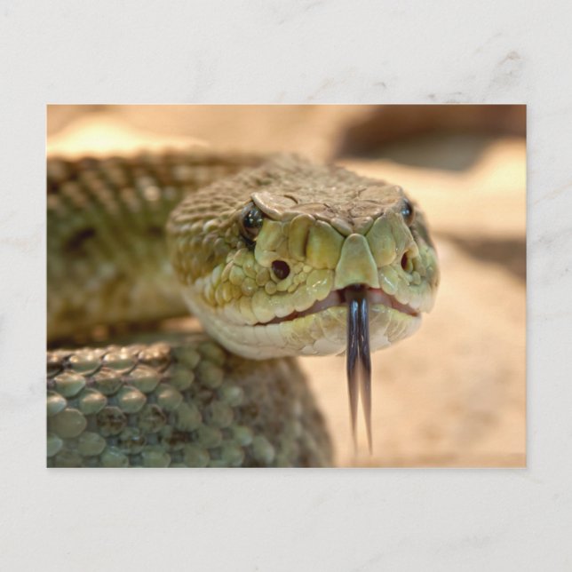 Rattlesnake Closeup Foto Postkarte (Vorderseite)