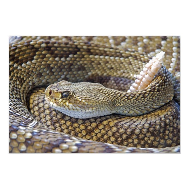 Rattlesnake Foto (Vorne)