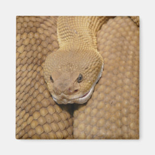 Rattlesnake Head Magnet