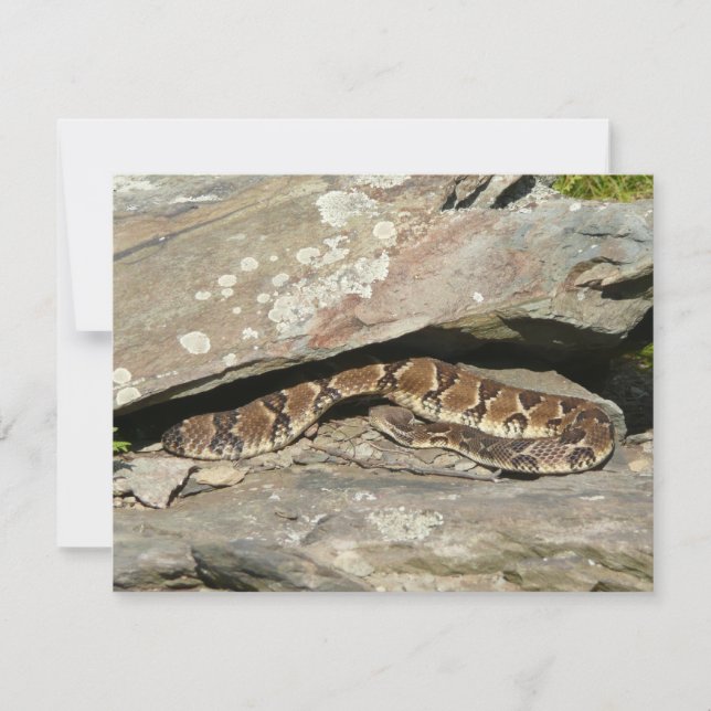 Rattlesnake im Shenandoah-Nationalpark (Vorderseite)