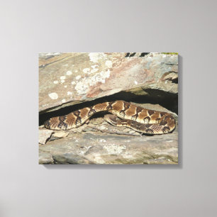 Rattlesnake im Shenandoah-Nationalpark Leinwanddruck