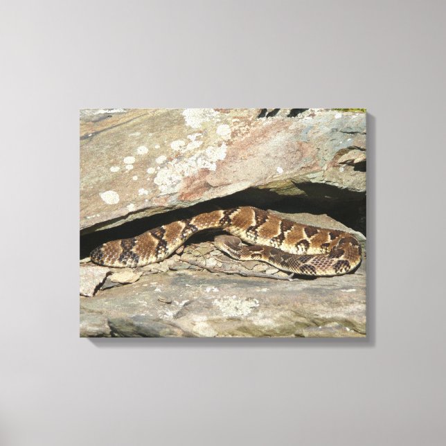 Rattlesnake im Shenandoah-Nationalpark Leinwanddruck (Vorderseite)