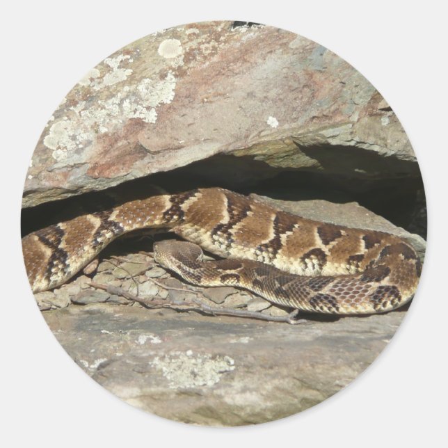 Rattlesnake im Shenandoah-Nationalpark Runder Aufkleber (Vorderseite)