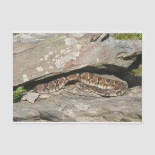 Rattlesnake im Shenandoah-Nationalpark Seidenpapier
